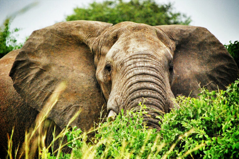 elephant safari tour uganda