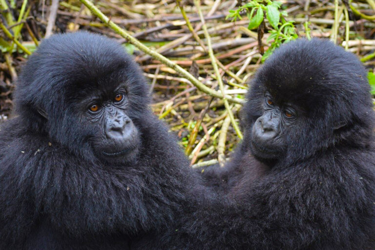 gorilla safari tours uganda