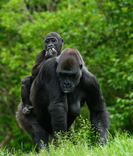 gorilla trekking uganda