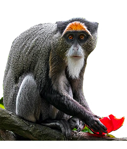 monkey safari tour uganda