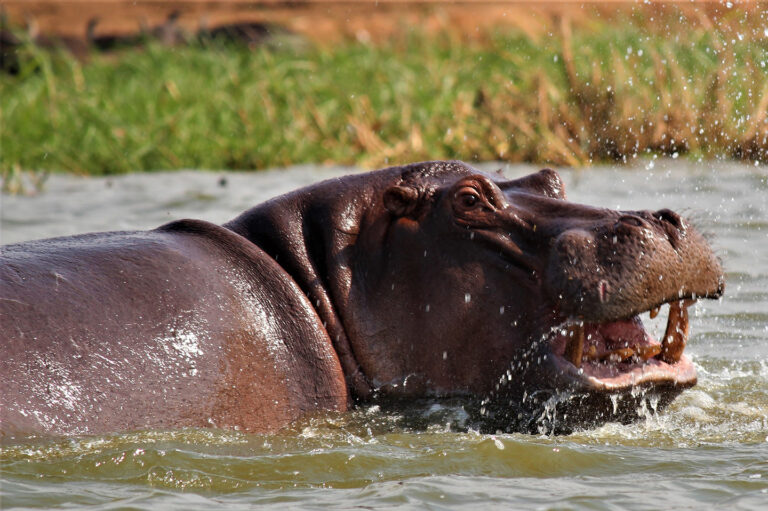 hippo safari tours uganda
